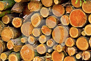 Felled Trees Trunks, Hayedo de Otzarreta, Gorbeia Natural Park, Bizkaia, Spain