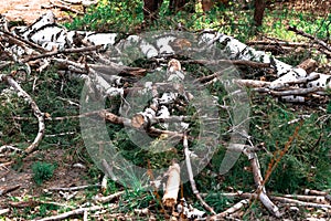 Felled trunks and branches from a birch, white with black patches of natural materials in a birch grove, in nature, the destructio