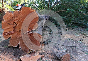 Felled Western Red Cedar Tree