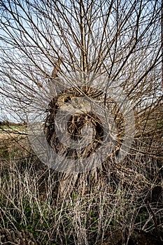 Felled willow tree