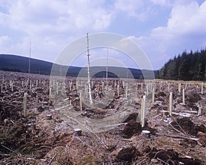 Felled Woodland photo