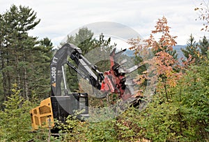 Fellerbuncher extends jaws and saw into group of trees on an overcast  fall daay