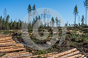 Felling area with timber and branches on the ground