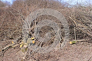 Felling, felled tree branches in the field, felled tree branches, deforestation