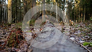 Felling Natural forest of spruce and deciduous