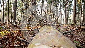 Felling Natural forest of spruce and deciduous