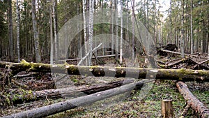Felling Natural forest of spruce and deciduous