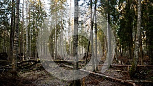 Felling Natural forest of spruce and deciduous