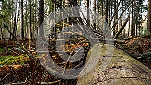 Felling Natural forest of spruce and deciduous