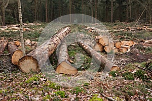 Felling plain in foreest