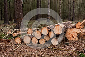 Felling plain in foreest