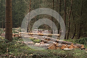 Felling plain in foreest