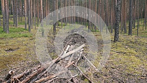 Felling residues wood waste formed in cutting area when felling trees