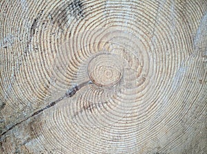 Felling of a tree, log, firewood. Lumberjack. Background of wood. Sawn pine. Natural tree bark. Background of hewed smooth wooden