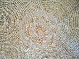 Felling of a tree, log, firewood. Lumberjack. Background of wood. Sawn pine. Natural tree bark. Background of hewed smooth wooden