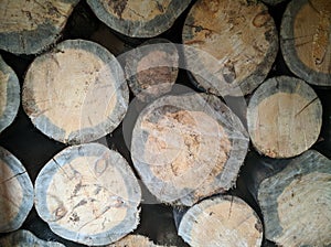 Felling of a tree, log, firewood. Lumberjack. Background of wood. Sawn pine. Natural tree bark. Background of hewed smooth wooden