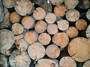 Felling of a tree, log, firewood. Lumberjack. Background of wood. Sawn pine. Natural tree bark. Background of hewed smooth wooden