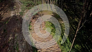 Felling a tree. Wooden logs from a pine forest. Forest of pine and spruce. Logging, logging, forest industry