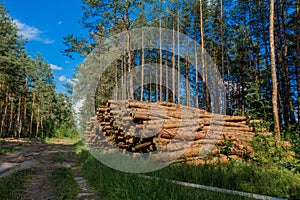 Felling a tree. Wooden logs from a pine forest. Forest of pine and spruce. Logging, logging, forest industry. Forest protection