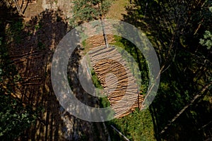 Felling a tree. Wooden logs from a pine forest. Forest of pine and spruce. Logging, logging, forest industry. Forest protection