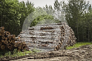 Felling of trees. Destruction of forests. Heap of felled trees