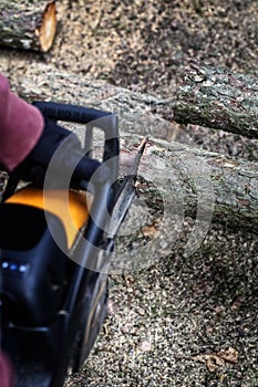 Felling trees in the forest with a chainsaw