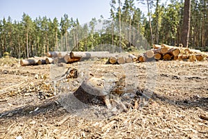 Felling trees in a forest under a sky. A vast clearing was created in a forest after cutting down trees