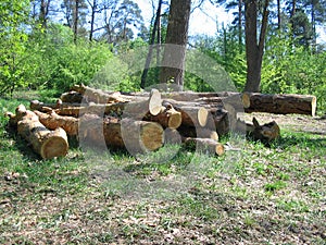 Felling trees in Pushcha Voditsa, Ukraine.