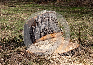 Felling trees in the spring park