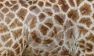 Fellmuster einer Giraffe photo