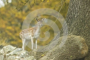 Fellow deer fawn in the lush Bradgate Park, UK