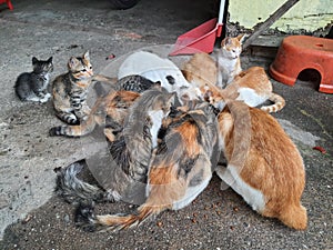 Fellows of Malayan Cat or Local Cat or 'Kucing Kampung' in Malay time to eat