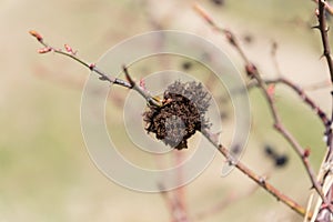 Felt gall as an outgrowth of a plant