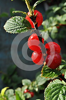 Felted cherry