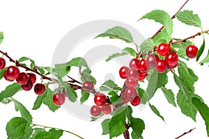 Felted cherry branch isolated on white background