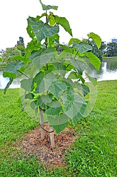 Felted Pavlovnia seedling Paulownia tomentosa Thunb. Steud