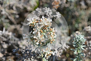 Felty germander photo