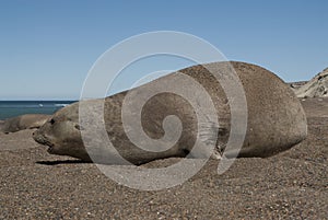 Femaale elephant seal, Peninsula Valdes,