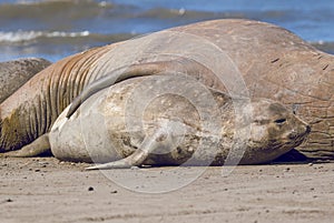 Femaale elephant seal, Peninsula Valdes,