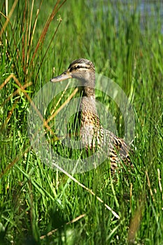 Femail mallard