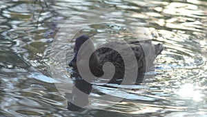 femail mallard duck ( anas platyrhynchos) swimming in beautiful pond. close up
