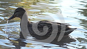 femail mallard duck ( anas platyrhynchos) swimming in beautiful pond. close up