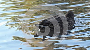 femail mallard duck ( anas platyrhynchos) swimming in beautiful pond. close up