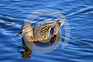 Femail mallard duck on water