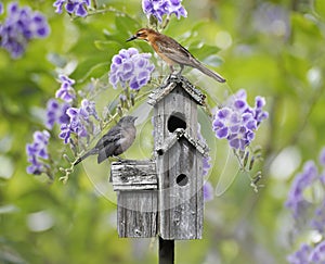 Birds On A Bird House