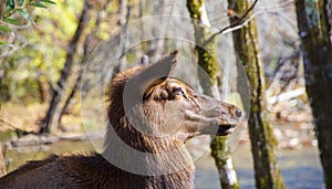 Femaile Elk Along Side the Oconaluftee River photo