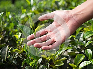 Femal hand holding fragile tea leaf on tea plantation near Ella, Sri Lanka, Asia