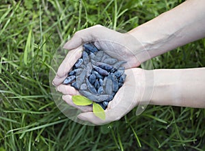 Femal hands with berries