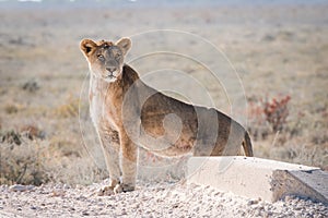 Femal Lion standing on Road