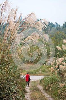 A Femal Shadowy Figure in Miscanthus Background